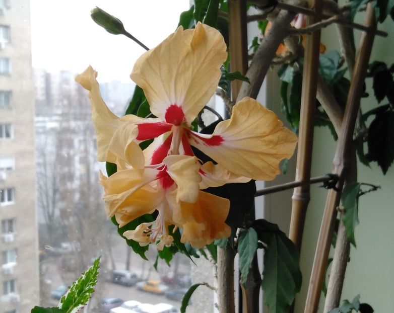  - Hibiscusi 2017 - 2018