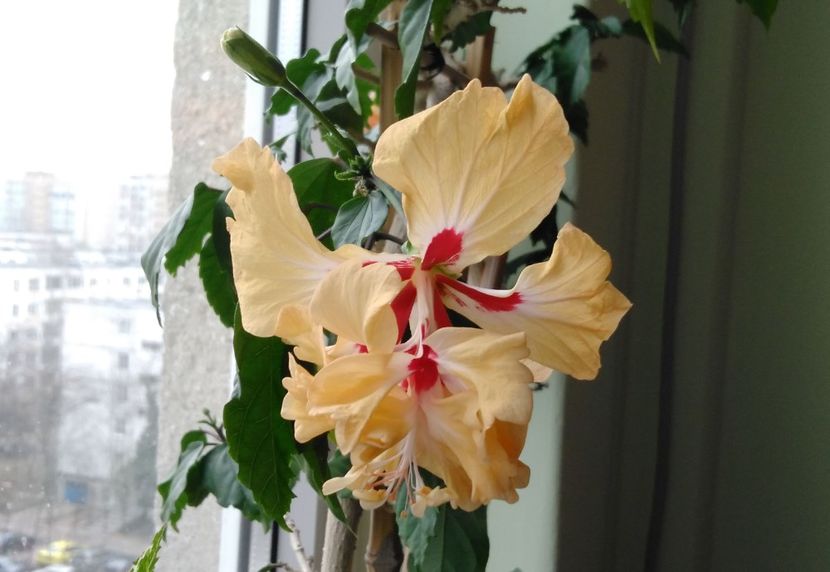  - Hibiscusi 2017 - 2018