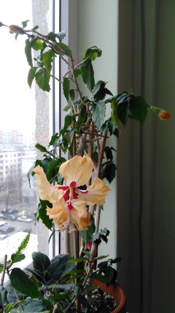  - Hibiscusi 2017 - 2018