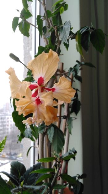  - Hibiscusi 2017 - 2018