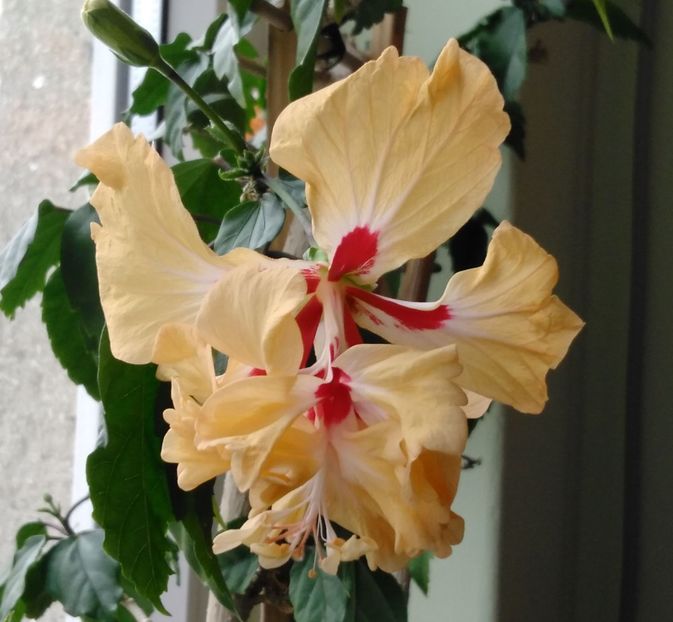  - Hibiscusi 2017 - 2018