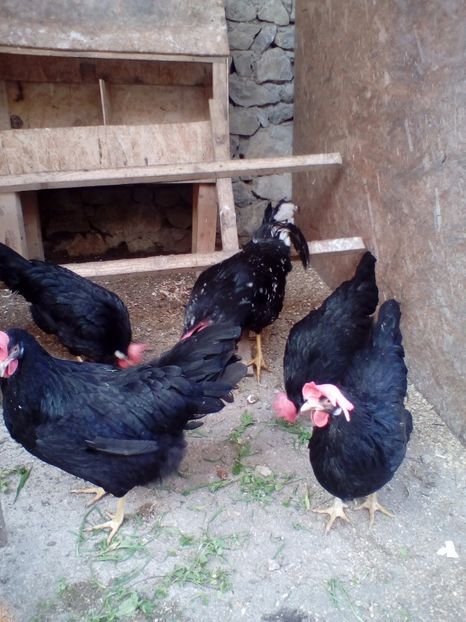  - 000004 Matca italiene negre ptr 2017 AMINTIRE