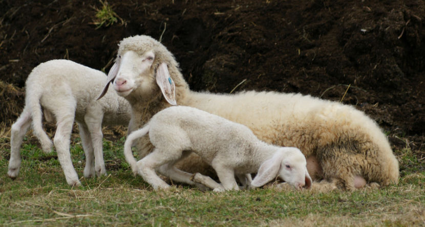 Mielusaii-433 - Rase de oi si capre poze deosebite 13