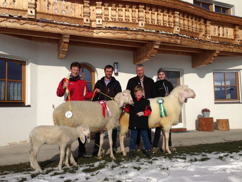 Oitele Bergschaf-bt65 - Rase de oi si capre poze deosebite 13