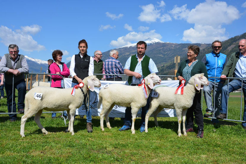 Oitele tinere la concurs - Rase de oi si capre poze deosebite 13