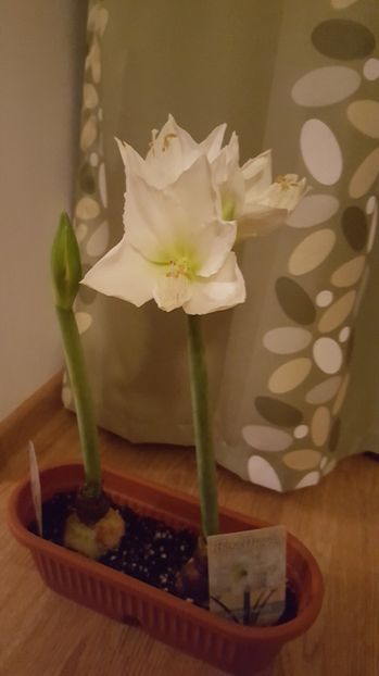 artic white - amaryllis