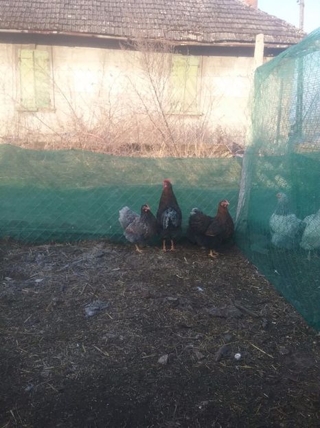 Auriu-albastru - DE VANZARE 4