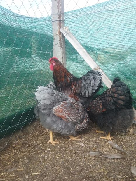 Auriu-albastru și Auriu-negru - DE VANZARE 4