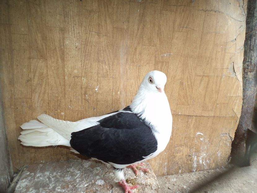 Picture 228 vandut - jucatori capaciti de buzau