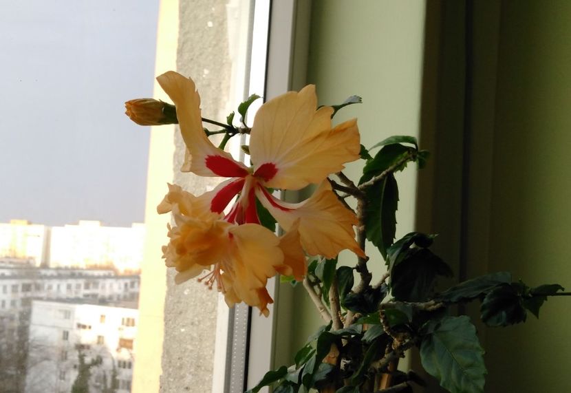  - Hibiscusi 2017 - 2018