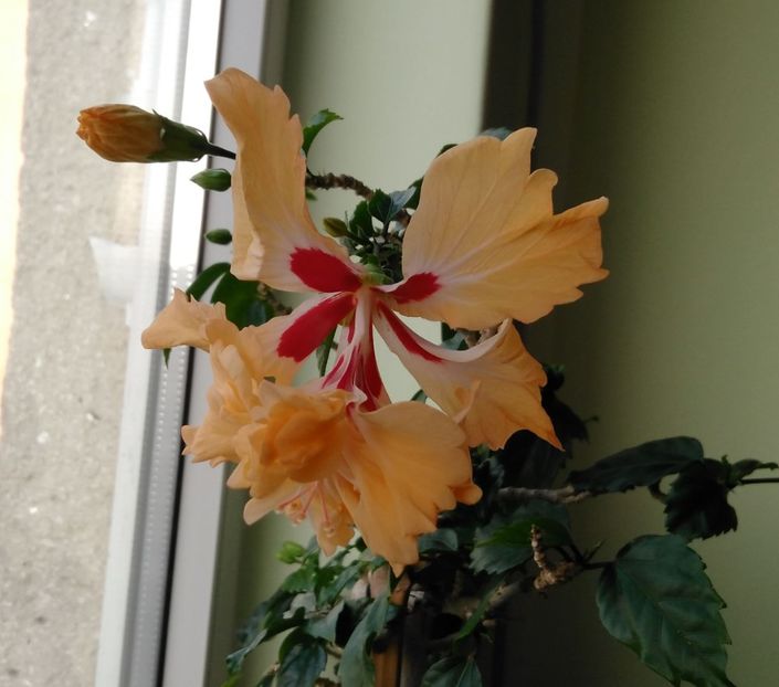  - Hibiscusi 2017 - 2018