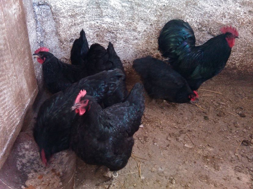  - Gaini Australorp 2017 fam 2 vandute