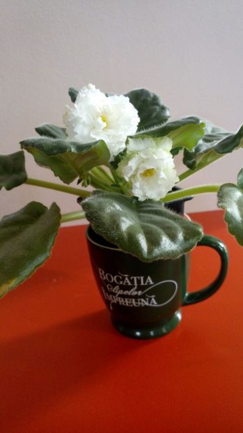  - EK White Queen-pierdută