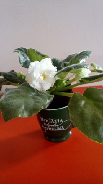  - EK White Queen-pierdută