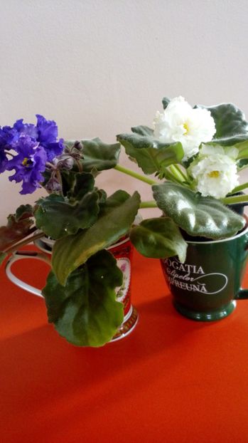  - Violete africane inflorite