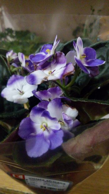  - Violete africane inflorite