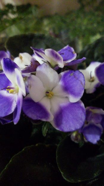  - Violete africane inflorite