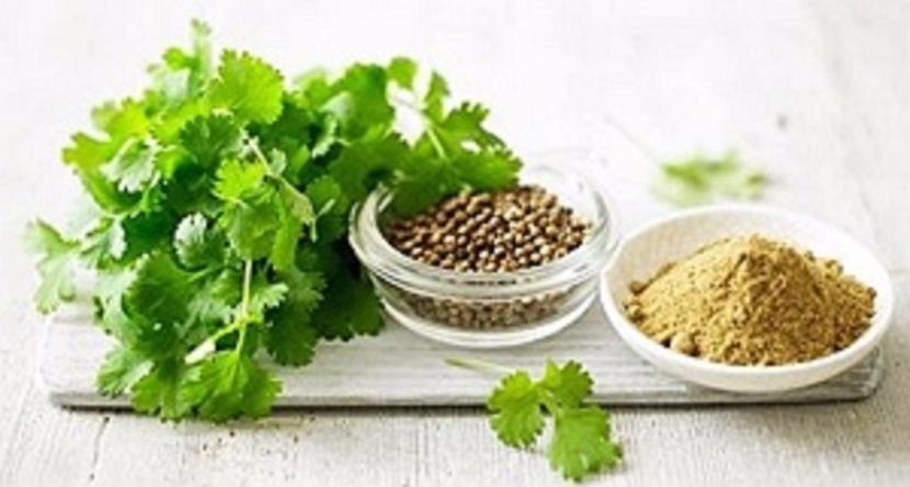 Coriandrum sativum seminte - ACASA-De vinzare-Flori-Arbusti-Seminte 2017