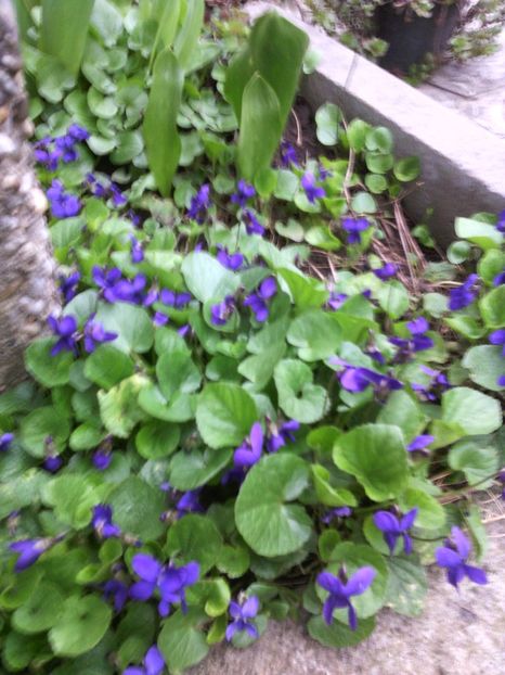 toporasi - 01-Flori din curtea mea 2017