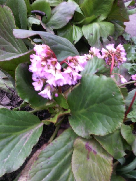 bergenia - 01-Flori din curtea mea 2017