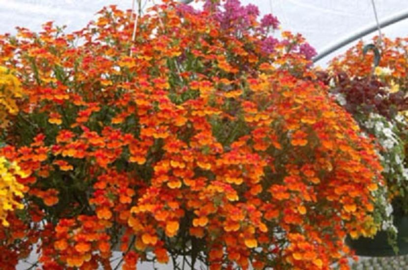 Nemesia seminte - ACASA-De vinzare-Flori-Arbusti-Seminte 2017