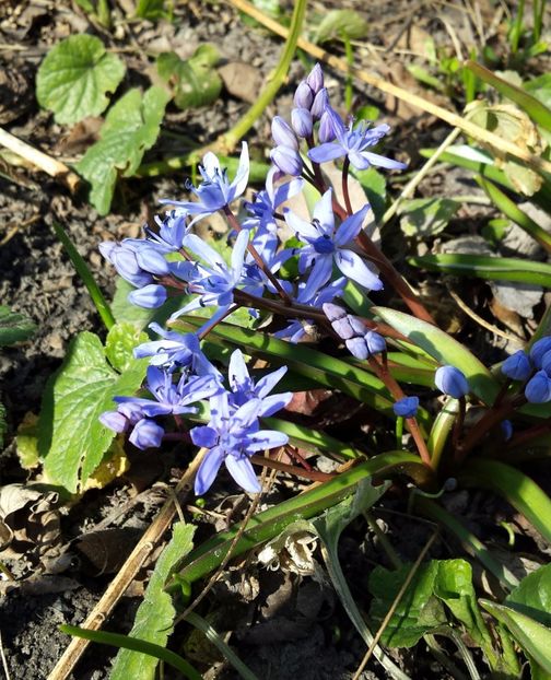 20170308_115108-1 - Primavara 2017