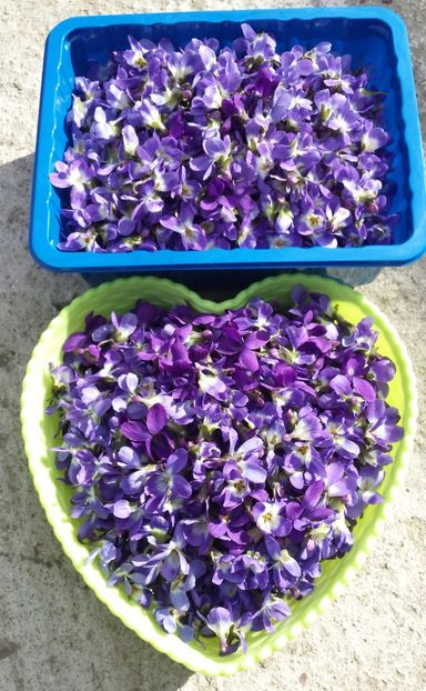 20170316_144203-1 - Primavara 2017