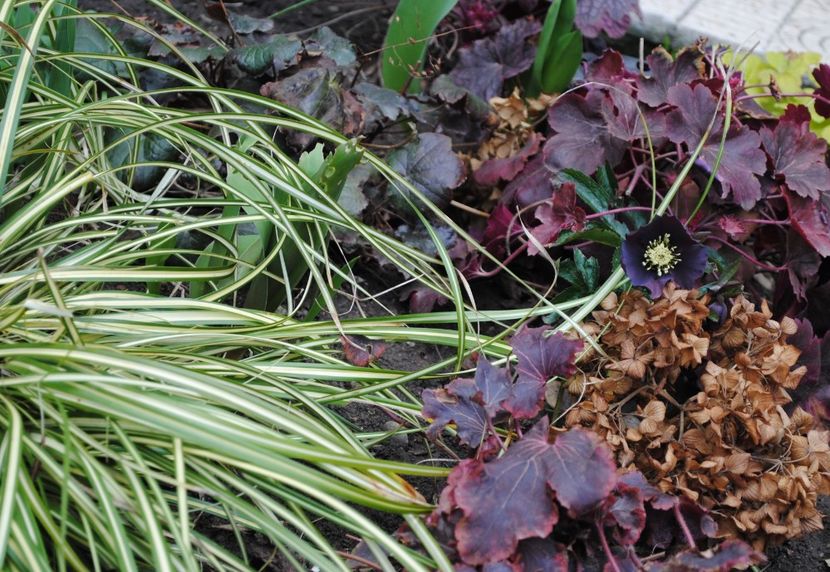 Helleborus orientalis Metallic Blue Lady, carex, heuchera - 2017 plantele mele