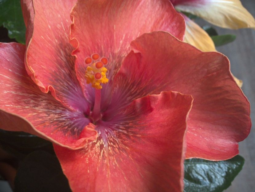 WIN_20170317_090735 - 02Hibiscus