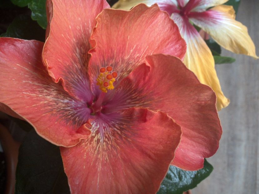 WIN_20170317_092848 - 02Hibiscus