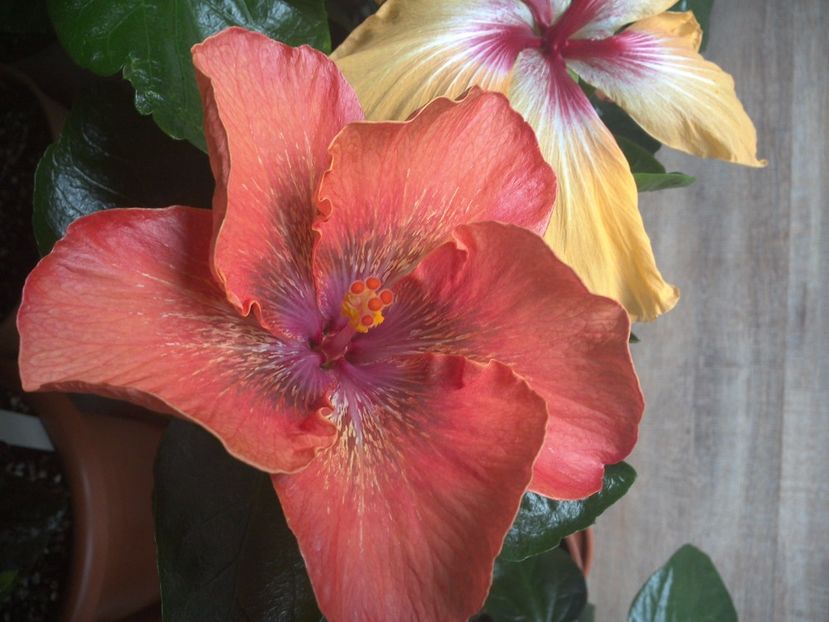 WIN_20170317_092855 - 02Hibiscus