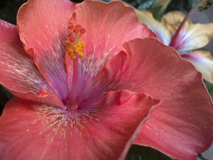 WIN_20170317_092939 - 02Hibiscus