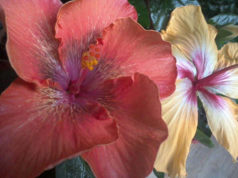 WIN_20170317_092953 - 02Hibiscus