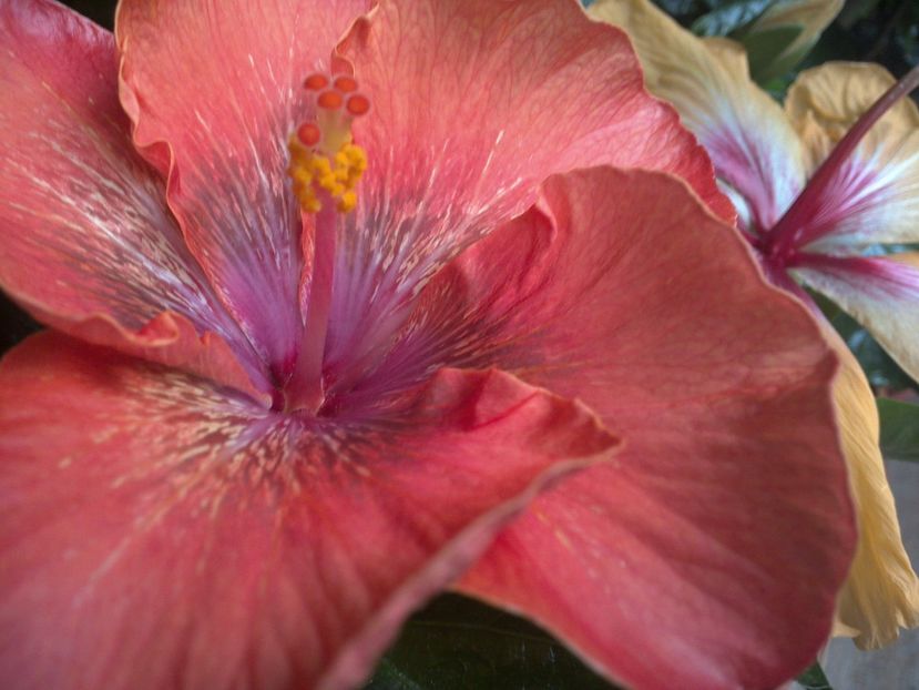WIN_20170317_093003 - 02Hibiscus
