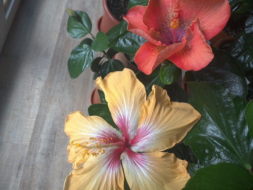 WIN_20170317_090407 - 02Hibiscus