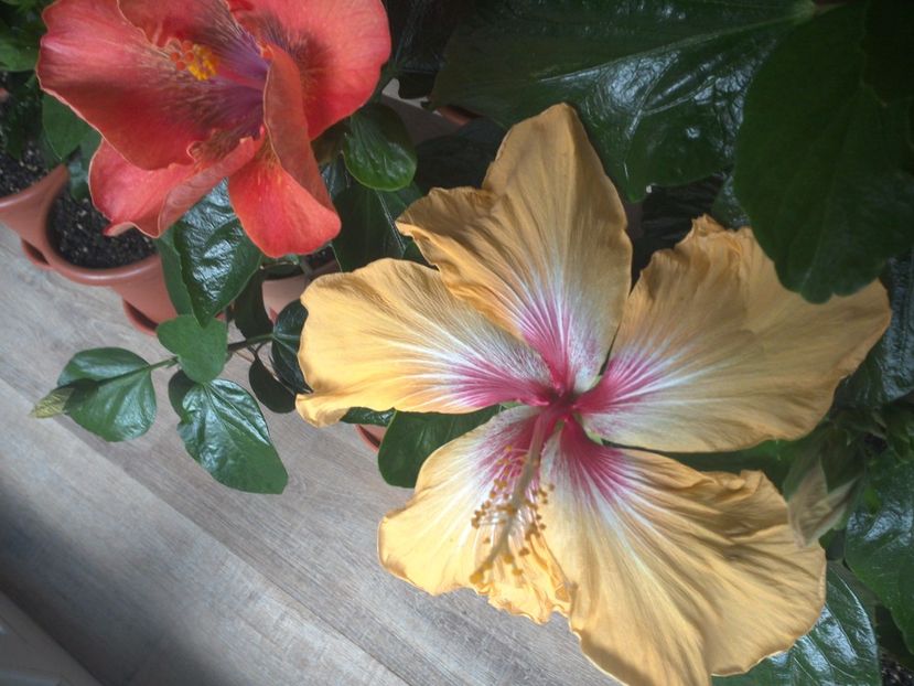 WIN_20170317_090418 - 02Hibiscus