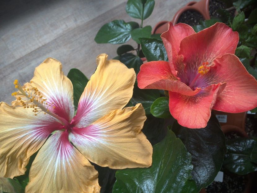 WIN_20170317_090437 - 02Hibiscus
