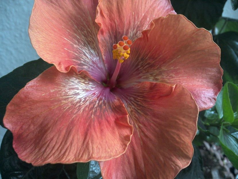 WIN_20170317_095844 - Moorea Sugar Lady