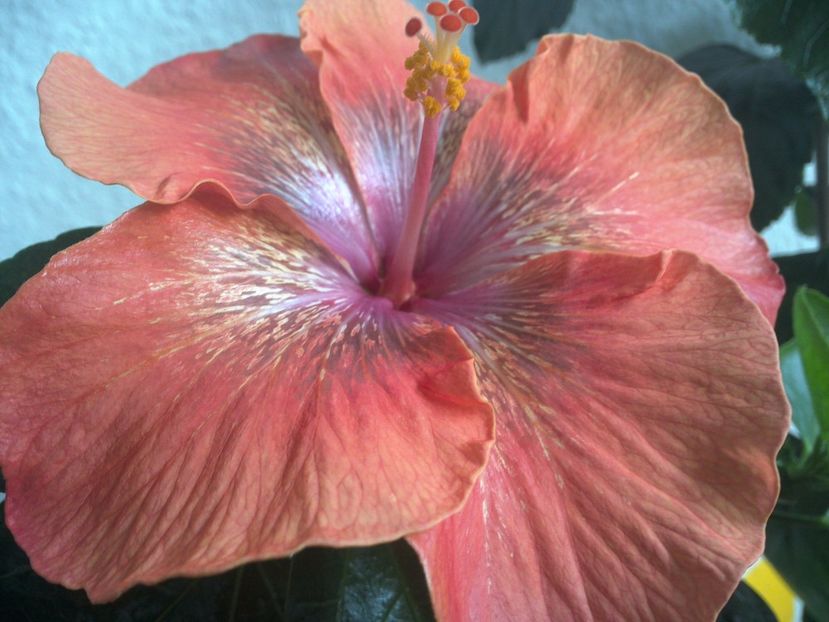 WIN_20170317_103726 - Moorea Sugar Lady