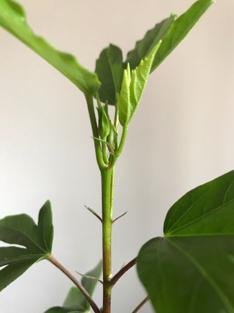 Bobocel azi....happy! 17.03.2017 - Fidjian Yellow