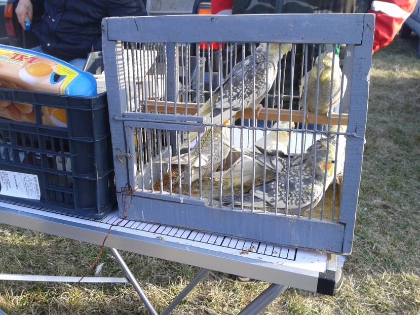 Fotografie0306 - 19 --- targ monor 12 03 2017