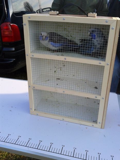 Fotografie0307 - 19 --- targ monor 12 03 2017