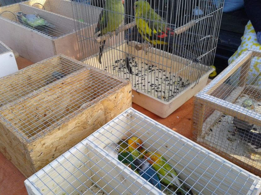 Fotografie0308 - 19 --- targ monor 12 03 2017