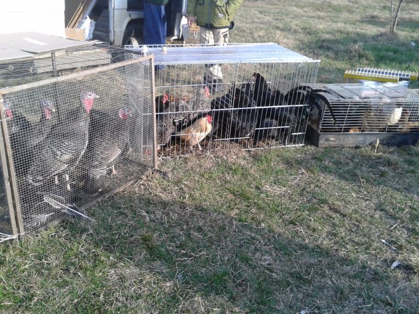 Fotografie0310 - 19 --- targ monor 12 03 2017