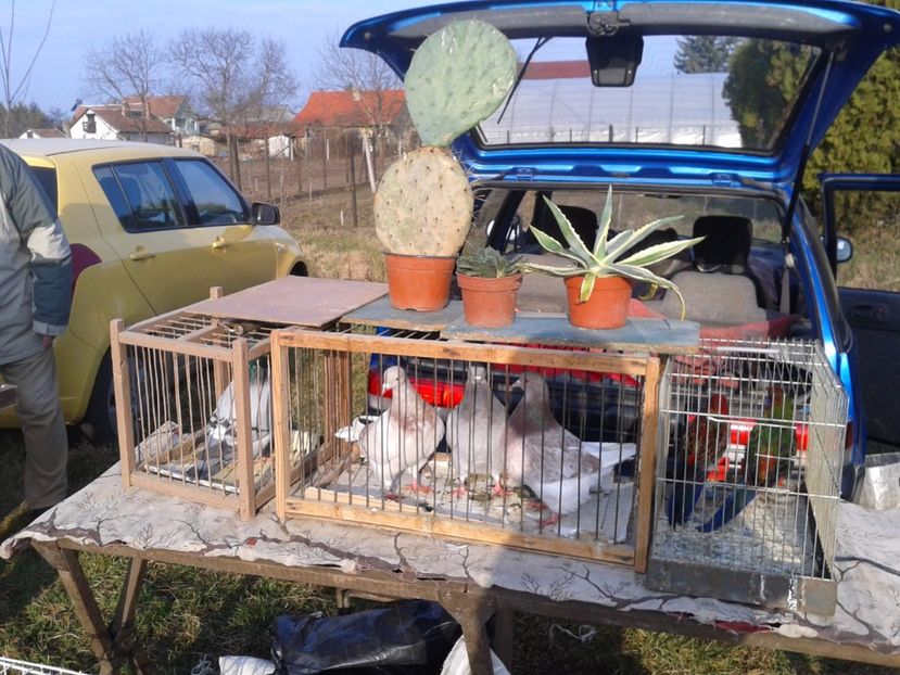 Fotografie0312 - 19 --- targ monor 12 03 2017