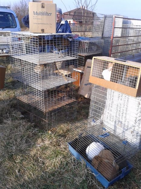 Fotografie0313 - 19 --- targ monor 12 03 2017