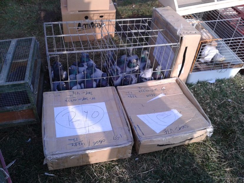 Fotografie0315 - 19 --- targ monor 12 03 2017