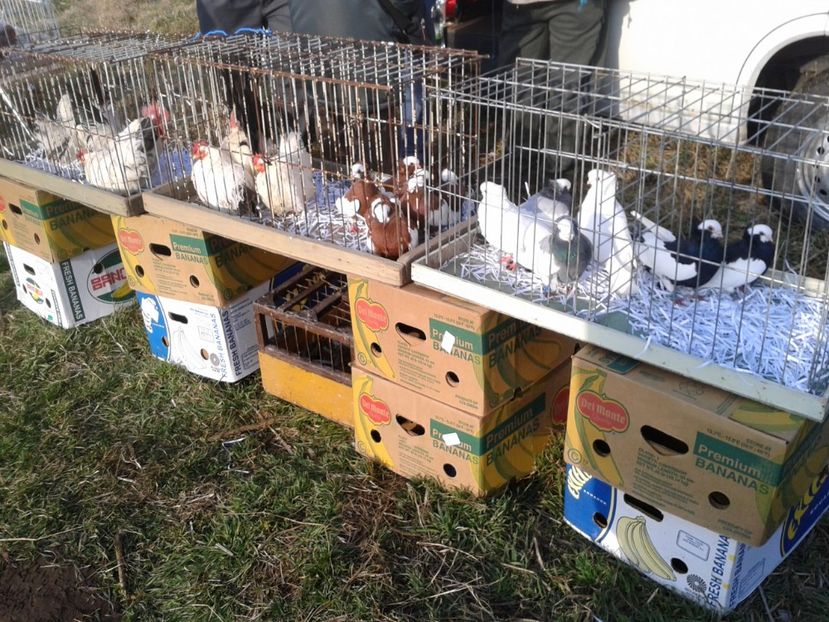 Fotografie0317 - 19 --- targ monor 12 03 2017