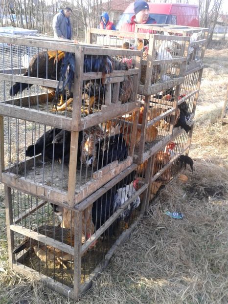 Fotografie0319 - 19 --- targ monor 12 03 2017