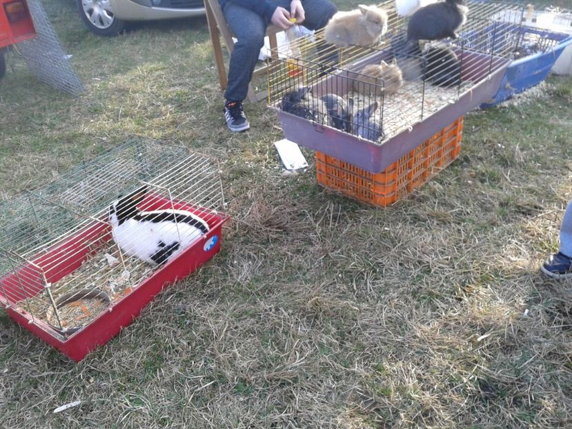 Fotografie0320 - 19 --- targ monor 12 03 2017